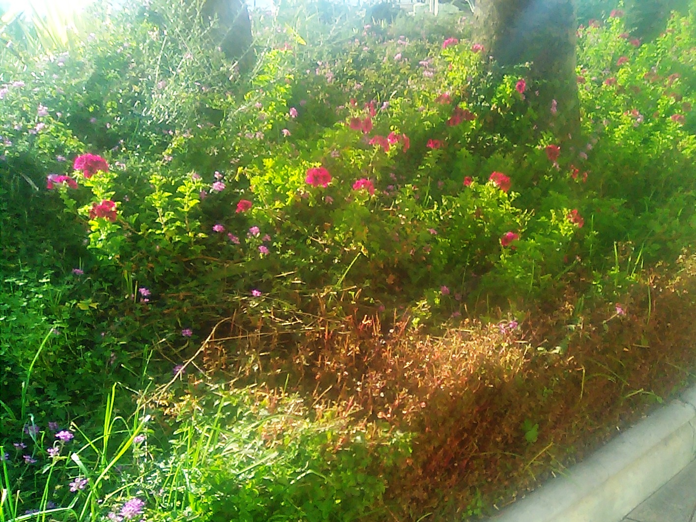 Estepona