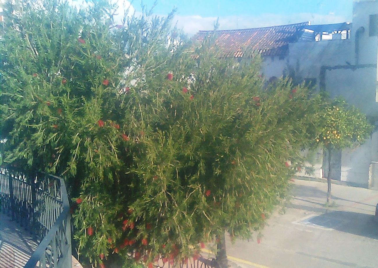 Estepona