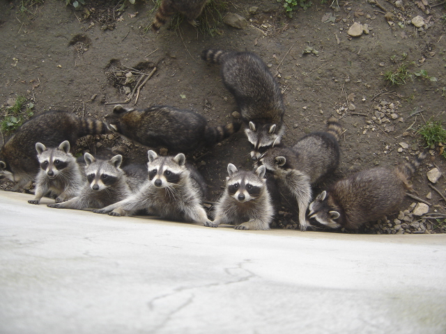 ratons laveurs