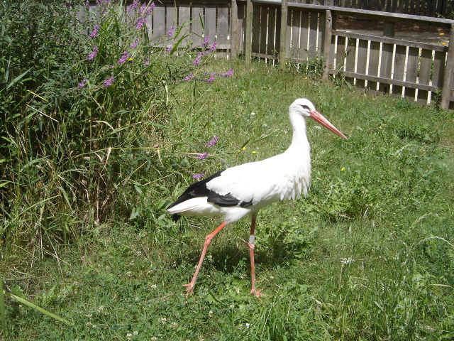 cigogne
