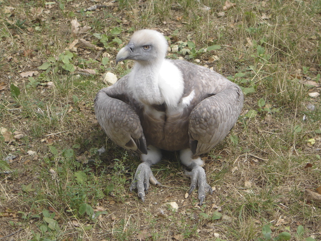 charognard