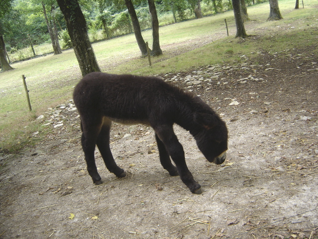 bodet du Poitou
