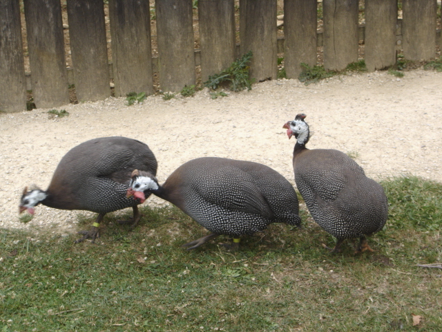 3 pintades