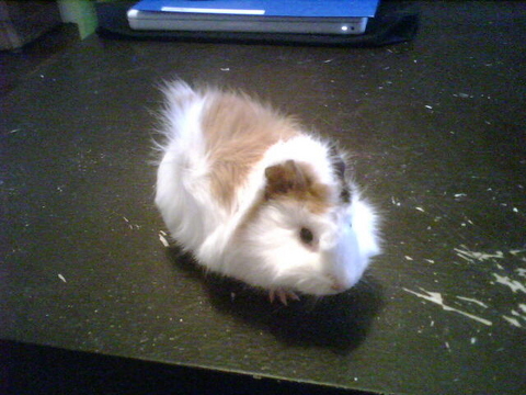 cochon d'inde