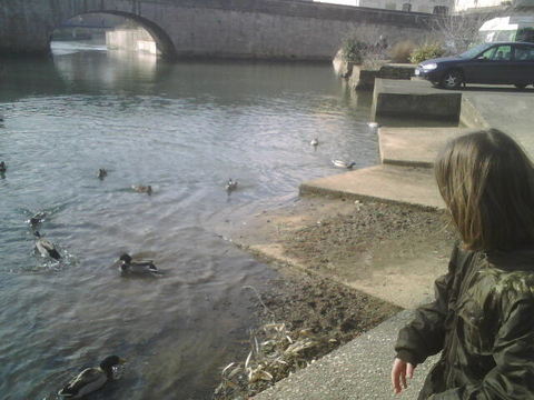 Canards a Niort