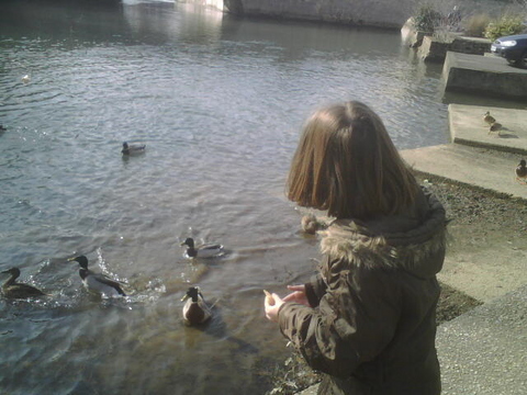 Canards a Niort