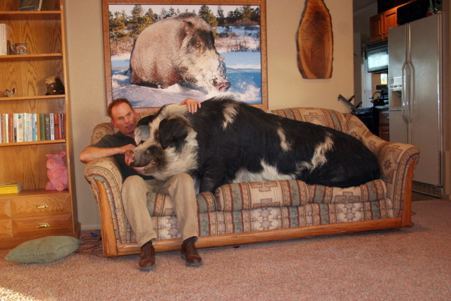 cochon dingue