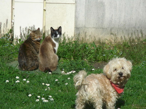 ma ménagerie