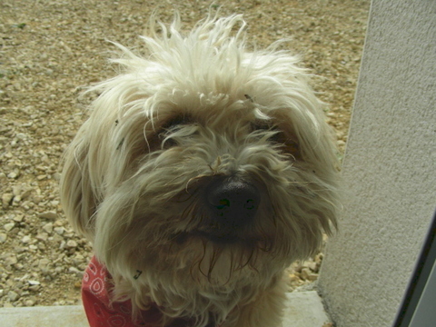 bichon havanais