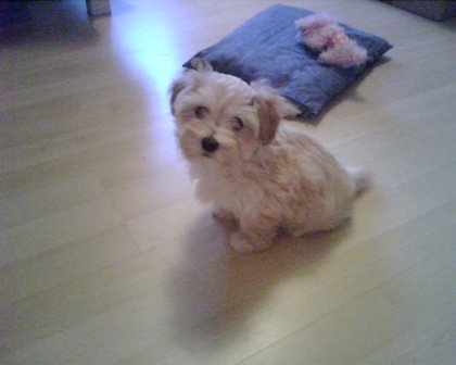Fidji Bichon Havanais