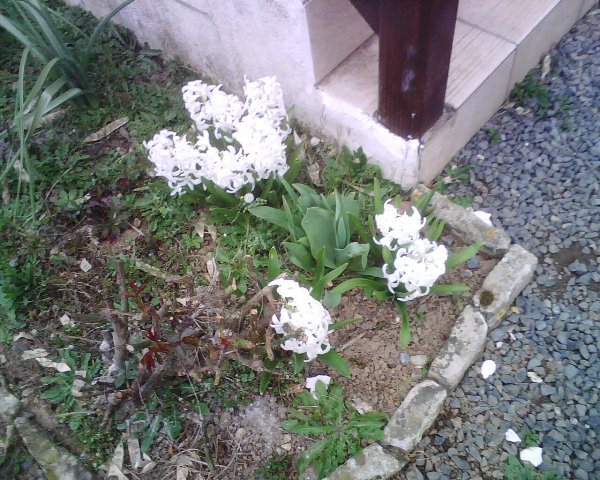 Jacynthes