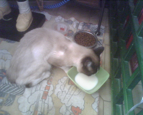 Nouveau chat Sach