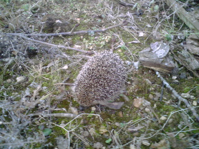 photo herisson