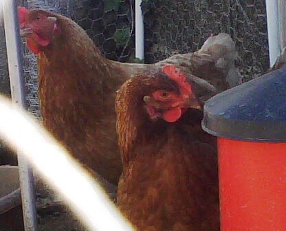 Poule rousse