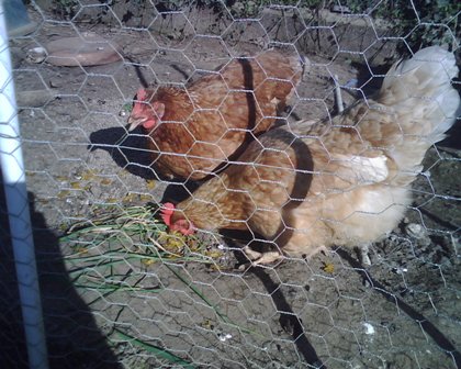 Poule rousse