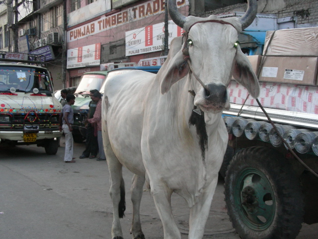 old delhi