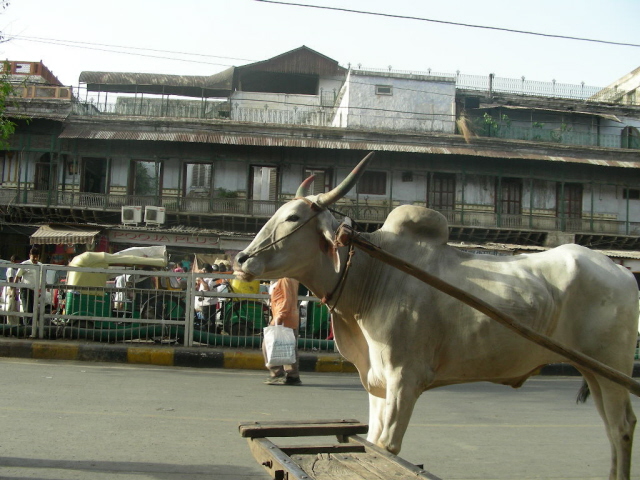 old delhi