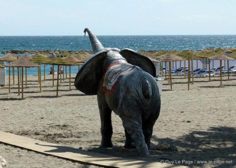 Éléphant plage San Pedro